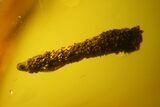 Fossil Ant, Caddisfly Larva, Fly and Mite in Baltic Amber #150700-2